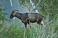Nilgiri Tahr