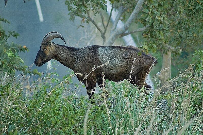 Nilgiri Tahr
