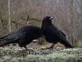 Northwestern Crow pair
