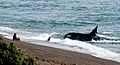 Orcas in Punta Norte Valdes Peninsula - panoramio