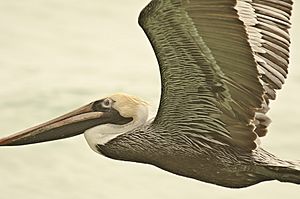 Pelican in flight in Florida