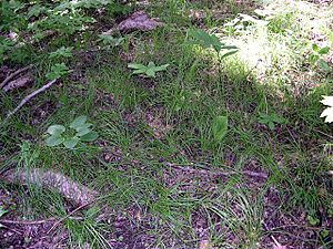 Pennsylvania Sedge or Common Oak Sedge (Carex pensylvanica) in East Woods of the Morton Arboretum - Flickr - Jay Sturner