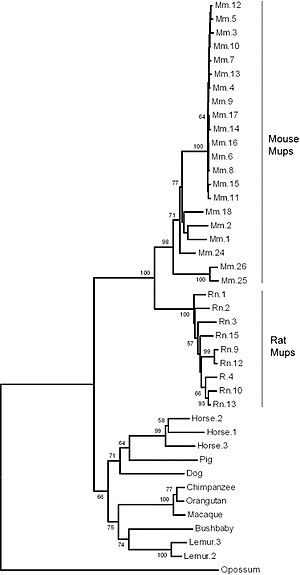 Phylogenetic tree of Mups
