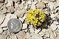 Physaria congesta bluffs bladderpod plant