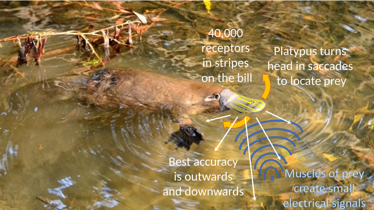 Platypus electrolocation