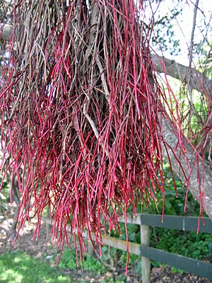 PohutuAerialroot03