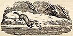 Polecat catching Eel in Winter tail-piece in Bewick British Birds 1797