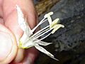 Prosartes maculata flower 002
