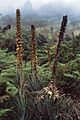 Puya dasylirioides 1