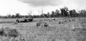 Queensland State Archives 4101 Harvesting wheat Inglewood Darling Downs c 1930