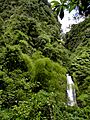 Rainforest at Trafalgar Falls (Dominica)