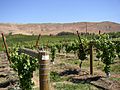 Rattlesnake-Hills-AVA