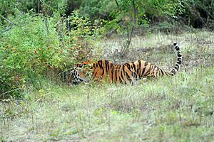 Rehabilitation and Reintroduction Centre for tigers