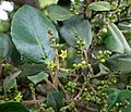 Rhamnus glandulosa kz1