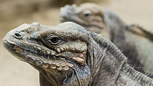 Rhinoceros iguanas