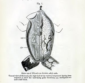 Rhinoderma darwinii00