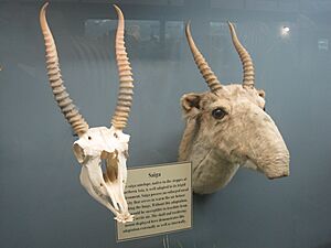 Saiga Antelope Skull and Taxidermy