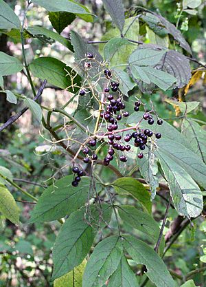 Sambucus nigra subsp canadensis - Indiana.jpg