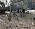 Sandhill cranes at Lake Kissimmee State Park