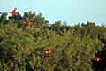Scarlet ibis (Eudocimus ruber)