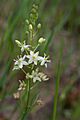 Schoenolirion wrightii