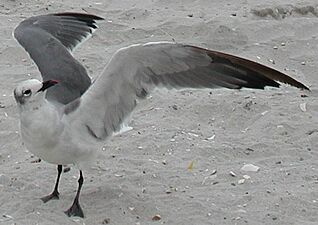 Seagull wing