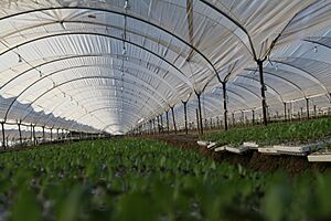 Seedlings in Green House