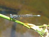 Small blue and black damselfly (5378798753)