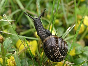 Snail black on grass2