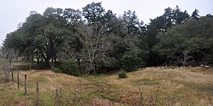 Southern Post Oak Savannah habitat, Newberg Road, Austin County, Texas, USA (15 March 2014)