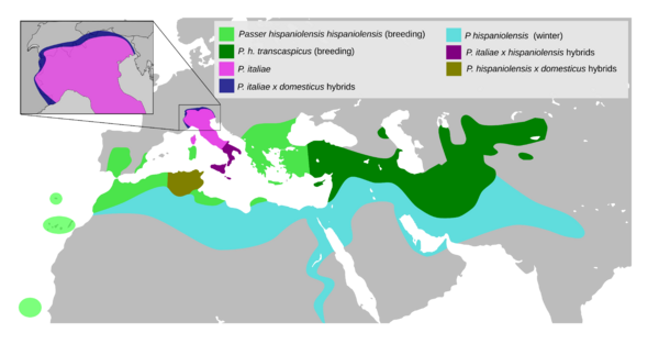 SpanishSparrowMap