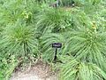 Sporobolus heterolepis - Denver Botanic Gardens - DSC00886