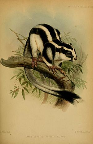 Striped Possum, illustrated by J. Wolf (1858)