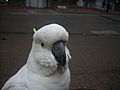 Sulphur Crested Cockatoo - panoramio
