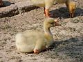 Swan Duckling