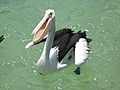Tangalooma Pelican