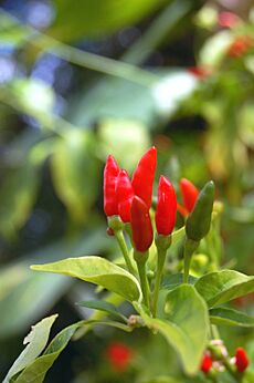 Thai hot peppers