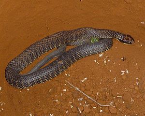 Tiger snake 2