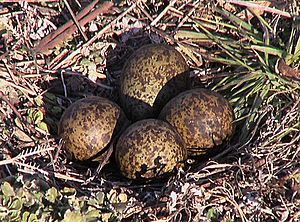 Vanellus miles (Masked Lapwing) -eggs-6