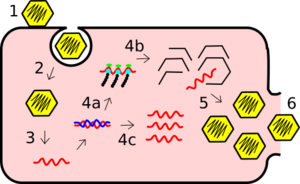 Virus Replication Cycle