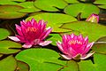 Water Lilies Canada 0517