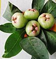 Wax apple (Syzygium samarangense) with leaves