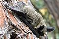 Western long-eared bat (Myotis evotis) (9403869552) (cropped).jpg