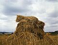 WheatPennsylvania1943