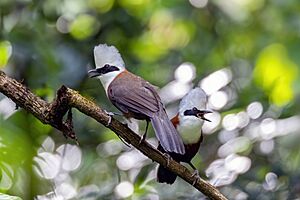 White-crested-Laughingthrush
