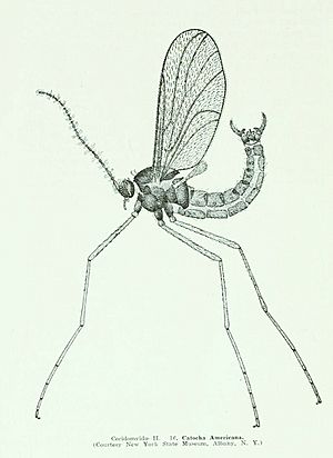 WillistonCecidomyiidae