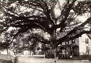 The Wye Oak, the largest wye oak tree, in September 1929.