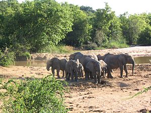 Yankari Elephants