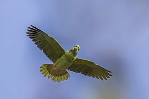 Yellow-naped parrot (Amazona auropalliata) in flight Los Tarrales
