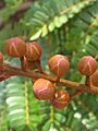 Yellow flamboyant flower buds